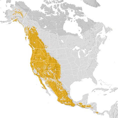 Townsend's Warbler - Range map: Post-breeding migration - eBird Status and Trends