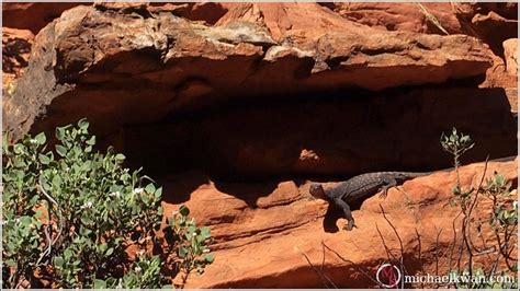 Wild Animals of the Australian Outback » Beyond the Rhetoric