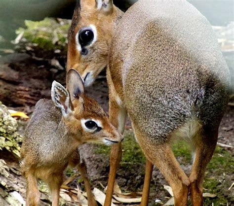 Zoo Wuppertal (@zoo_wuppertal) | Twitter