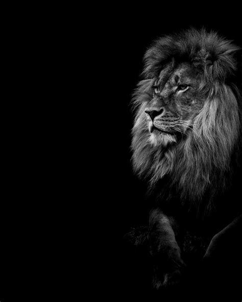 LION DARK WALLPAPER | Wild animal wallpaper, Dark black wallpaper, Dark wallpaper