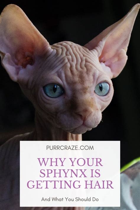 Sphynx Hair | Purr Craze