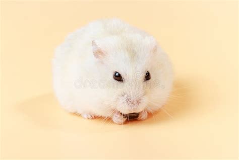 Hamster Eating Sunflower Seeds Stock Photos - Free & Royalty-Free Stock Photos from Dreamstime