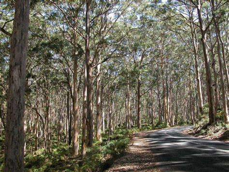 Karri forest - Alchetron, The Free Social Encyclopedia