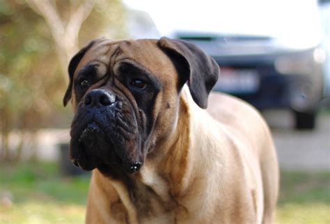 How long do Bullmastiff live ᐈ The Bullmastiff life expectancy