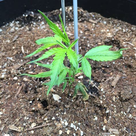 What Plants Grow In High Ph Soil – SC Garden Guru