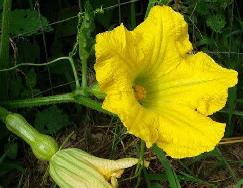 Squash flowers, Love garden, Garden bloggers