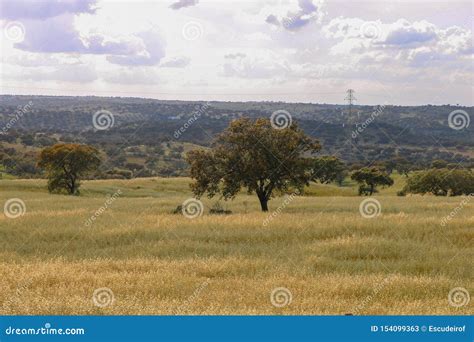 Typical Landscape of Alentejo Stock Image - Image of farmland, grass ...