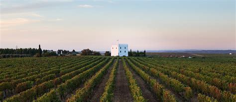 Discover the wines of Alentejo - We are connections