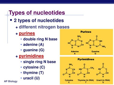 PPT - Nucleic Acids PowerPoint Presentation, free download - ID:5328028