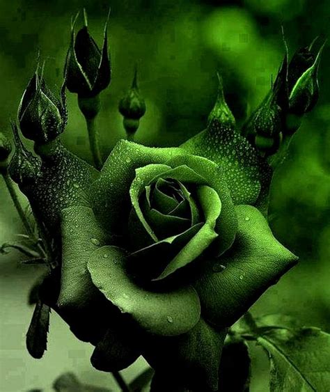 17 Best images about Green Flowers on Pinterest | Green, Fresh flower arrangement and Green rose