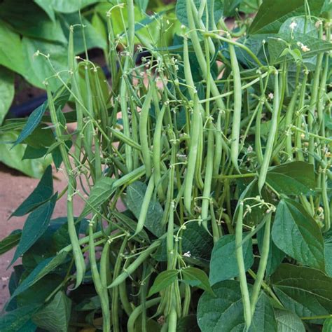 Best Green Beans to Grow in Containers - Brown Thumb Mama®