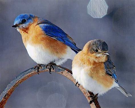 51 Best Winter Bird Photos Ever - Birds and Blooms