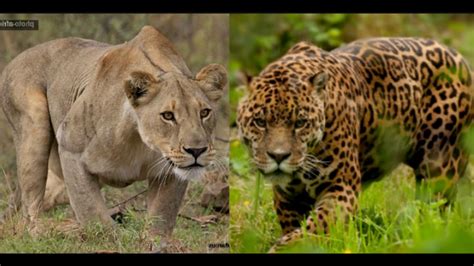 jaguar runs the gauntlet | The World of Animals