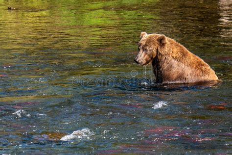 Brown Bear Fishing for Salmon in the Brooks River, Katmai National Park, Alaska, USA Stock Image ...