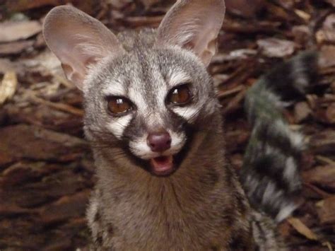 Civet Cat Translate Malaysia