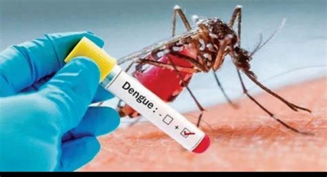 Dengue cases spike in Sri Lanka; Over 60,000 reported so far