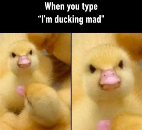 When You Type I’m Ducking Mad Meme