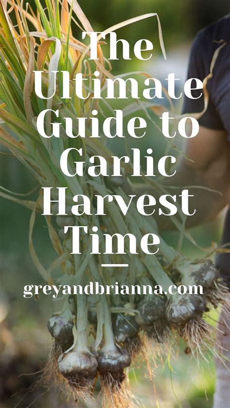 The Ultimate Guide to Garlic Harvest Time - GREY & BRIANNA