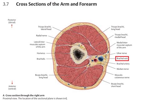 human anatomy - Cross section through the right arm question - Biology Stack Exchange