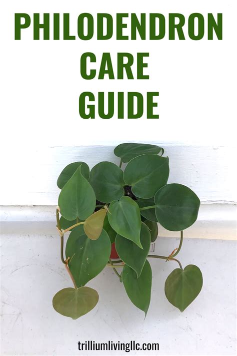 How to Grow Philodendron, Types & Care Tips - Trillium Living ...