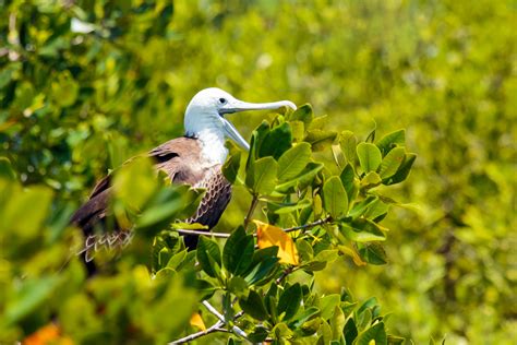 Parque Nacional Isla Contoy | Cancún, Mexico | Attractions - Lonely Planet