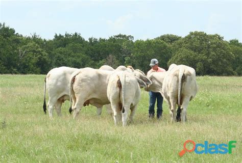 Brahman bulls for sale, brahman simental bulls for sale, brahman cattle for sale in South Africa ...