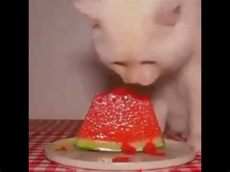 Cat Eats Watermelon Speedrun meme - YouTube