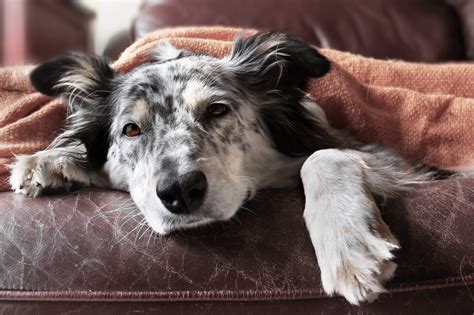 What You Need to Know About Canine Influenza - The Farmer's Dog