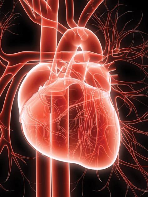 Cannabinoids May Help Revive Individuals After Cardiac Arrest - The ...