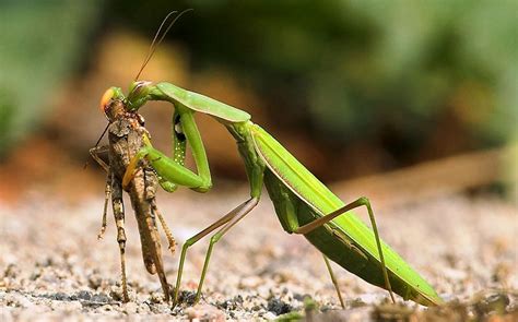 Mantis: Praying Mantis, more facts