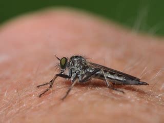 female robber-fly (Asilidae: Neoitamus spec.) absorbing he… | Flickr