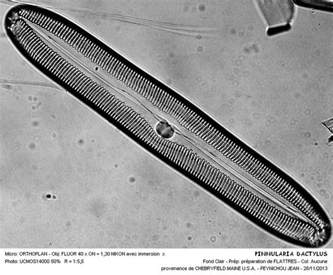 PINNULARIA DACTYLUS - Galerie Le Naturaliste