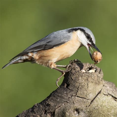 Happy Beaks Bird Food | Wild Bird Feed | Free Next Day Delivery*