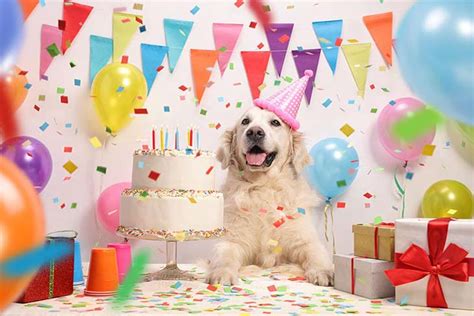 How to Throw a Birthday Party for Your Dog – American Kennel Club