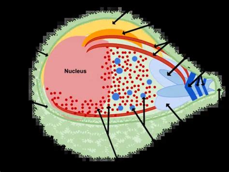 Apicomplexan Life Cycle