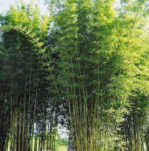 Graceful Bamboo | Jungle Jack's Bamboo Nursery