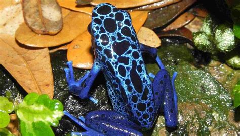 Fun Blue Poison Dart Frog Facts For Kids | Kidadl