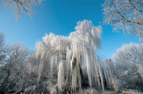 Overwintering a Potted Weeping Willow? | ThriftyFun