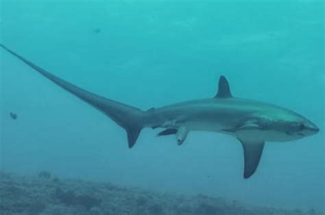 Shark Birth Caught on Camera - Awesome Ocean