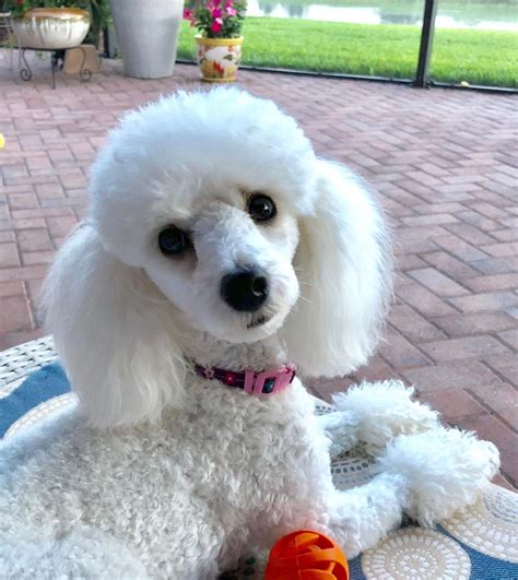 Discover The Very Smart Poodle Puppies #poodlehair #poodleclubsg | Toy ...