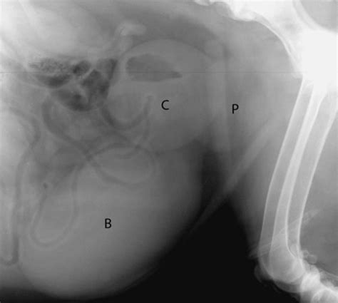 What Is Benign Prostatic Hyperplasia In Dogs