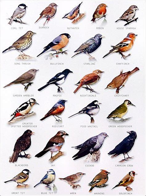 garden bird chart | Schöne vögel, Heimische vögel, Vögel im garten