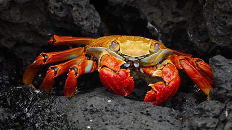 crabs animals nature grapsus Wallpapers HD / Desktop and Mobile Backgrounds