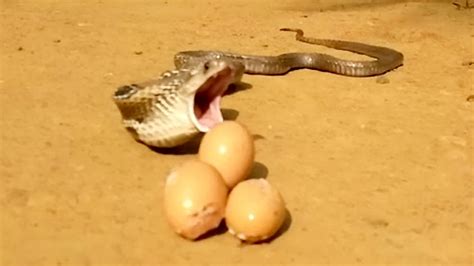 WARNING, GRAPHIC IMAGES: Greedy snake tries to eat 8 chicken eggs at once, fails miserably | Fox ...