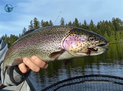 5 Best Rainbow Trout Bait in 2023 and How To Fish Them