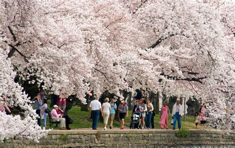 National Cherry Blossom Festival in Washington, DC – Research History