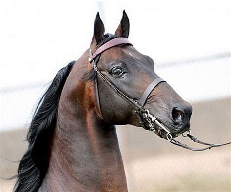 Ears are particularly important for creating signals by horses. Humans lack this ability