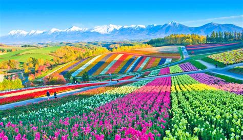 Spring Flowers in Japan: When & Where to Go (Top Tips)