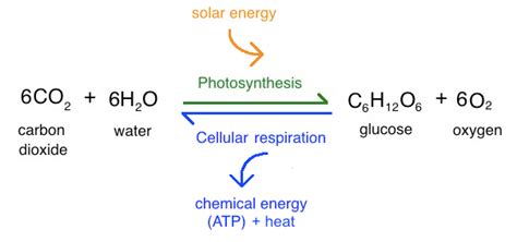 Difference Between Photosynthesis And Cellular Respiration Equation