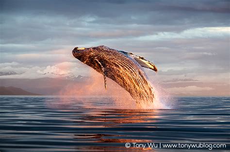 Humpback Whale Photographs | Alaska